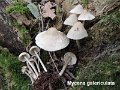 Mycena galericulata-amf1319